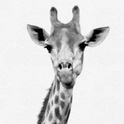 Black And White Nursery Safari - 4 Piece Framed Gallery Wall Set - Americanflat With Mat -Delta Children Sales Store GUEST d9b496e3 790a 42c3 a5ab 4fbc6c1dd4ff